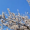 5 COMMON APRICOT Fruit Tree Prunus Armeniaca White Pink Flower Seeds