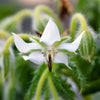 50 WHITE BORAGE Borago Officinalis Bianca Herb Flower Seeds