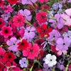 500 Oculata MIXED COLORS VISCARIA (Rose of Heaven / Rose Angel) Silene Coeli-Rosa Flower Seeds