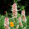 100 MIXED COLORS VERBASCUM Verbascum Phoeniceum Flower Seeds