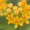 10 SILKY GOLD MILKWEED Butterfly Weed Asclepias Curassavica Monarch Flower Seeds