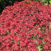10 INABA SHIDARE MAPLE Weeping Red Laceleaf Japanese Acer Palmatum Dissectum Tree Seeds