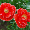 1000 Mixed Colors DOUBLE SHIRLEY POPPY Papaver Rhoeas Flower Seeds
