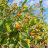 50 Tatarian Asian HONEYSUCKLE Lonicera Tatarica Pink Flower Shrub Bush Seeds