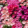 500 MIXED COLORS GODETIA Clarkia Amoena Flower Seeds