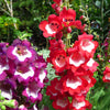 100 SENSATION MIX PENSTEMON Hartwegii Beardtongue Mixed Colors Two Tone Red, Pink, White, Purple, White Flower Seeds