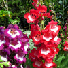 10 SCARLET PENSTEMON Hartwegii Beardtongue Red & White Flower Seeds