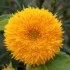 150 Double DWARF TEDDYBEAR SUNFLOWER Helianthus Annuus Yellow Flower Seeds