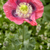 1000 POPPY " THE GIANT " Papaver Giganteum Pink & Purple Huge Pods Flower Seeds