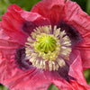 1000 POPPY " THE GIANT " Papaver Giganteum Pink & Purple Huge Pods Flower Seeds