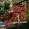 10 INABA SHIDARE MAPLE Weeping Red Laceleaf Japanese Acer Palmatum Dissectum Tree Seeds
