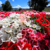 500 MIXED COLORS GODETIA Clarkia Amoena Flower Seeds