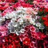 500 MIXED COLORS GODETIA Clarkia Amoena Flower Seeds