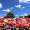 500 MIXED COLORS GODETIA Clarkia Amoena Flower Seeds