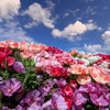 500 MIXED COLORS GODETIA Clarkia Amoena Flower Seeds