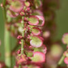 200 LARGE LEAF SORREL (Garden Sorrel / Spinach Dock / Redshank) Rumex Acetosa Vegetable Seeds