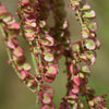 200 LARGE LEAF SORREL (Garden Sorrel / Spinach Dock / Redshank) Rumex Acetosa Vegetable Seeds