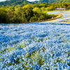 250 BABY BLUE EYES Nemophila Menziesii Fragrant Butterfly Flower Seeds