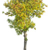 10 DWARF GOLDEN RAIN TREE Koelreuteria Paniculata Nana Yellow Flower Seeds
