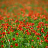 10 ADONIS PHEASANTS EYE Adonis Aestivalis Red & Black Flower Seeds