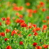 10 ADONIS PHEASANTS EYE Adonis Aestivalis Red & Black Flower Seeds