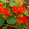25 Dwarf RED EMPRESS NASTURTIUM Tropaeolum Nanum Hummingbird Flower Seeds