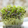 200 RED Streaked MIZUNA MUSTARD Japanese Greens Brassica Juncea Vegetable Seeds