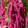 500 LOVE LIES BLEEDING Amaranthus Caudatus (Kiss Me Over The Garden Gate) Flower Seeds