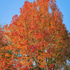 50 AMERICAN SWEETGUM Liquidambar Styraciflua Storax Alligator Sweet Gum Tree Seeds - Great Fall Color! Red Yellow Orange Purple