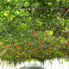2 GAC FRUIT Gac Melon Vine Momordica Cochinchinensis Seeds