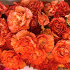 50 ORANGE CARNATION Dianthus Caryophyllus Chabaud Double Flower Seeds
