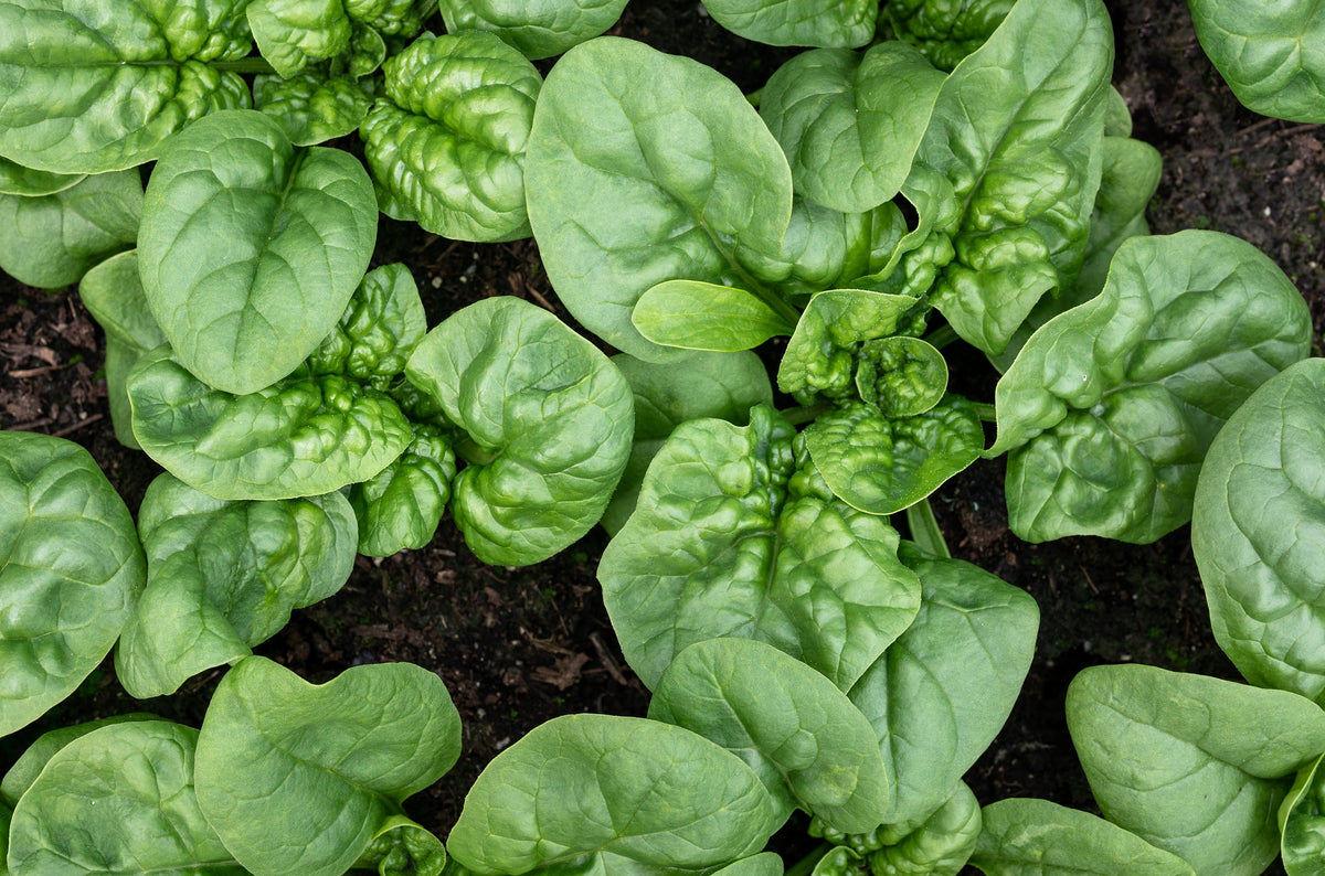 Bloomsdale Spinach Seeds – Spinacia Oleracea Vegetable