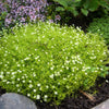 50 IRISH MOSS Groundcover Heath Pearlwort Sagina Subulata White Flower Seeds
