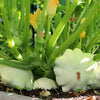 50 WHITE Bush SCALLOP SQUASH (Patty Pan / Paty Pan / Squanter Squash) Summer Cucurbita Pepo Vegetable Seeds
