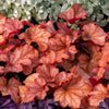 Mixed Colors Coral Bells Heuchera Seeds – Shade Flower – photo 4