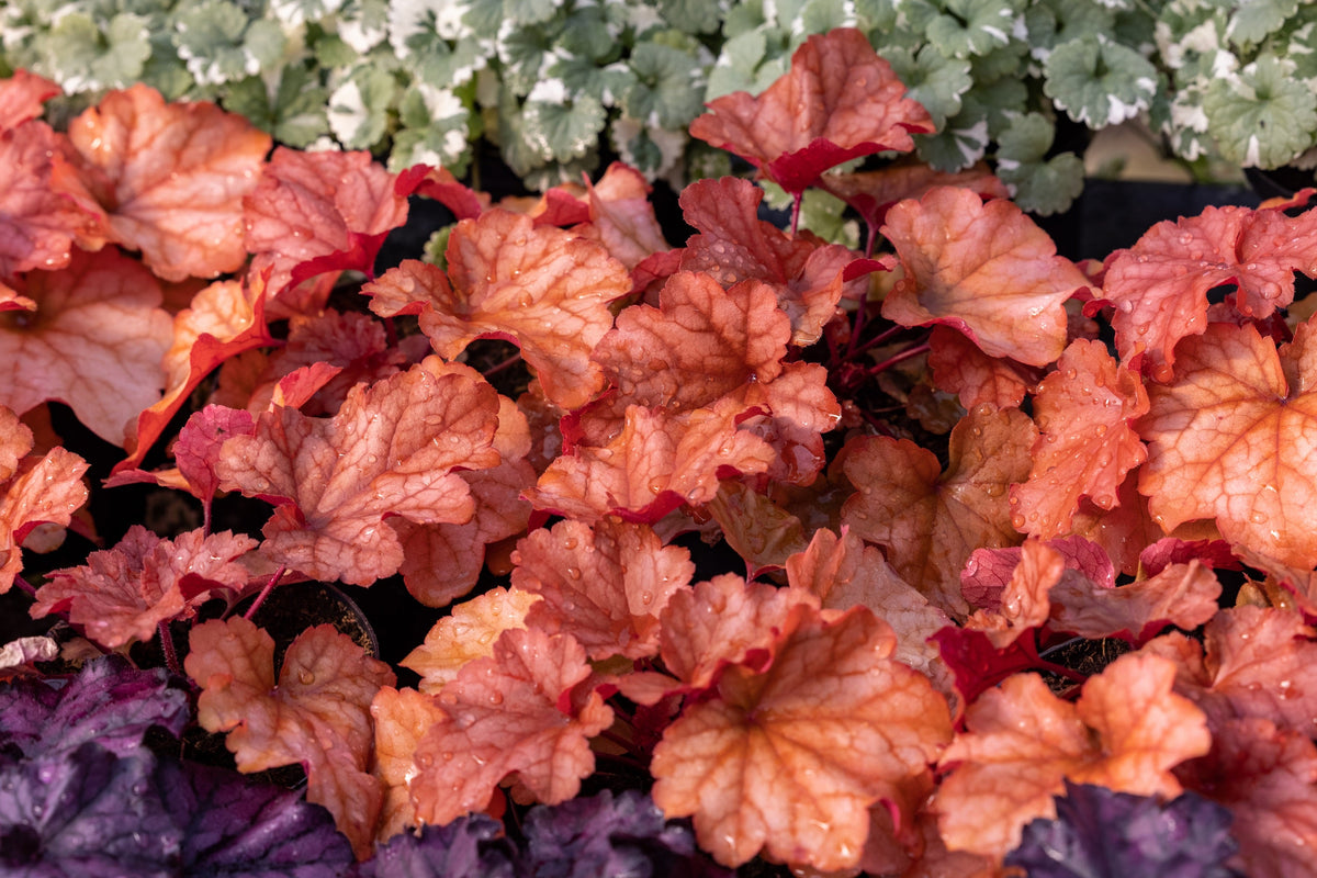 Mixed Colors Coral Bells Heuchera Seeds – Shade Flower – photo 4