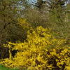 10 DWARF GOLDEN RAIN TREE Koelreuteria Paniculata Nana Yellow Flower Seeds