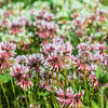 1500 ALSIKE CLOVER Trifolium Hybridum Pink & White Flower Legume Seeds