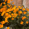 1000 ORANGE CALIFORNIA POPPY Eschscholzia Californica Flower Seeds