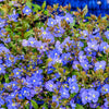 25 CREEPING BLUE SPEEDWELL Veronica Repens Groundcover Flower Seeds
