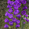 200 Blue CANTERBURY BELLS - CAMPANULA Medium Flower Seeds