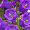 200 Blue CANTERBURY BELLS - CAMPANULA Medium Flower Seeds