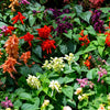 100 MIXED COLORS SALVIA Splendens Red Purple White Pink Sage Flower Seeds