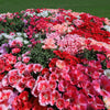 500 MIXED COLORS GODETIA Clarkia Amoena Flower Seeds