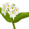 100 Victoria WHITE FORGET Me NOT Myosotis Alpestris Shade or Sun Flower Seeds
