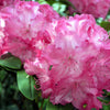 50 MIXED HYBRIDS RHODODENDRON spp. Mixed Colors - Red, Pink, Purple, White, Yellow, Orange Flower Sun or Shade Bush Shrub Seeds