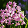 10 WOOD HYACINTH Mixed Colors English Woodland Spanish Bluebell Scilla Campanulata Hyacinthoides Hispanica Pink Purple White Flower Seeds