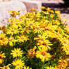 1000 MIXED AFRICAN DAISY ( Cape Marigold / Sun Marigold ) Dimorphotheca Sinuata Flower Seeds