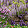 5 JAPANESE WISTERIA Floribunda Flower Purple Ornamental Vine Climber Seeds