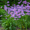 50 Blue EAST INDIES ASTER Tongolensis Flower Seeds